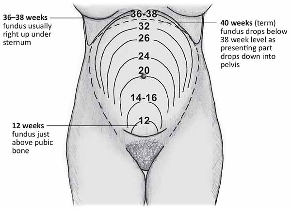 fundal-height-chart-and-fetal-height-measuring-your-baby-50-off